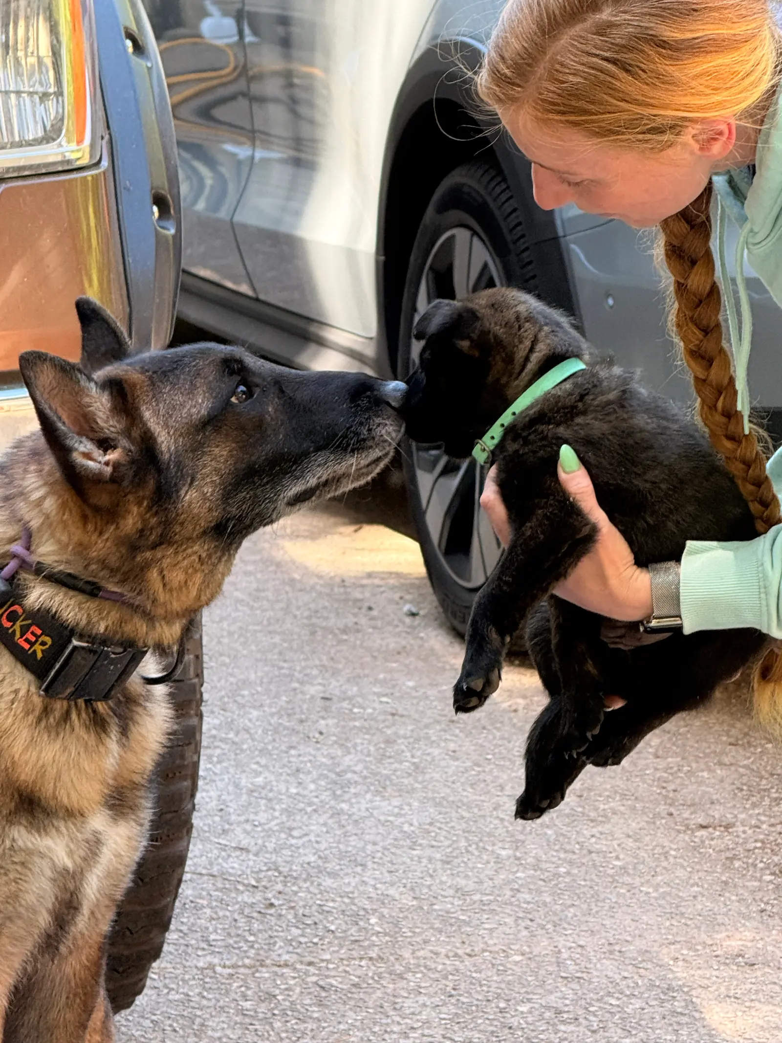 Competitive dog sports training at Georgia Doggy Dojo 1